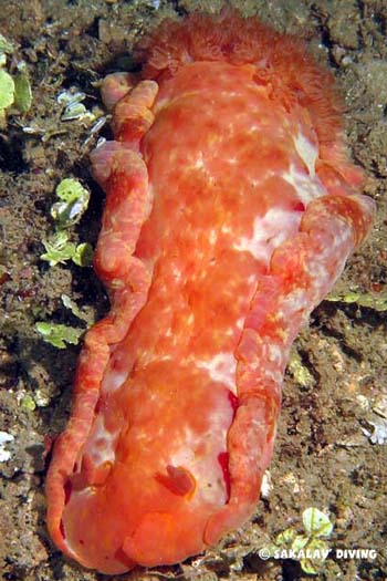 hexabranchus sanguineus en plongée de nuit à Nosy Be